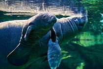 Caribbean manatee or West Indian manatee (Trichechus manatus) mother with baby, age two days,  captive, Beauval Zoo, France