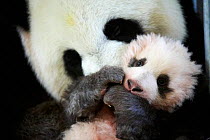 Giant panda (Ailuropoda melanoleuca) female, Huan Huan, holding baby age three months, Beauval Zoo, France, November 2017.