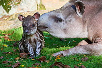 Brazilian tapir (Tapirus terrestris) mother with baby age 2 weeks, captive, Beauval Zoo, France