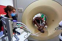 Female Orangutan (Pongo pygmaeus) under anaesthetic and undergoing an MRI scanner in the surgery station of the zoo, Zooparc Beauval, France, October 2017.