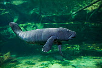 Caribbean manatee or West Indian manatee baby, age two days, (Trichechus manatus) captive, Beauval Zoo, France