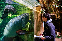 Keeper observing Caribbean manatee or West Indian manatee mother with newborn baby (Trichechus manatus), age two days,, captive, Beauval Zoo, France