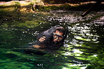 Keeper catching newborn Caribbean manatee or West Indian manatee (Trichechus manatus) in zoo pool in order to administer care. The baby is age two days, and weighing 15 kg, Beauval Zoo, France. ;sort...