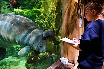 Veterinarian observing Caribbean manatee or West Indian manatee mother with newborn baby  (Trichechus manatus), age two days,, captive, Beauval Zoo, France