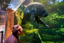 Keeper observing Caribbean manatee or West Indian manatee (Trichechus manatus) mother with newborn baby, age two days,,  captive, Beauval Zoo, France