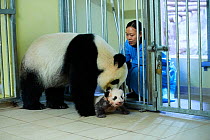 Keeper bringing back Giant panda (Ailuropoda melanoleuca)  baby age 3 months  to its mother Huan Huan. Beauval Zoo, France, 1st November 2017.