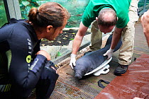 Veterinarian and keeper weighing newborn Caribbean manatee or West Indian manatee (Trichechus manatus) with a special scale. The baby is age two days, and weighing 15 kg, captive, Beauval Zoo, France.