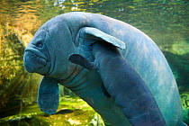 Caribbean manatee or West Indian manatee (Trichechus manatus) mother nursing baby, age two days,  captive, Beauval Zoo, France