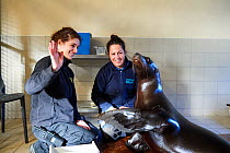 Veterinarian and keeper training with California sea lion (Zalophus californianus), captive, Beauval Zoo, France