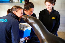 Veterinarian and keeper training with California sea lion (Zalophus californianus), captive, Beauval Zoo, France