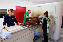 Female Orangutan (Pongo pygmaeus) under anaesthetic and undergoing a MRI scan, Beauval Zoo. France, October 2017.