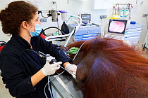 Veterinarian practising endoscopy on a female Orangutan (Pongo pygmaeus) under anaesthetic, having a pulmonary infection, Beauval Zoo, France, October 2017.