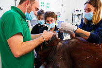 Veterinarian treating a pulmonary infection on a female Orangutan (Pongo pygmaeus) under anaesthetic, Beauval Zoo, France, October 2017.