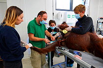 Veterinarian taking a blood sample from female Orangutan (Pongo pygmaeus) under anaesthetic, before a check with an MRI scanner, Beauval Zoo, France, October 2017.
