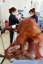 Veterinarian treating a pulmonary infection in a female Orangutan (Pongo pygmaeus) under anaesthetic,  Beauval Zoo, France, October 2017.
