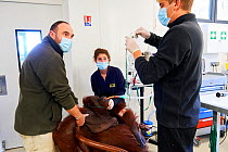 Veterinarian making an intravenous infusion for female Orangutan (Pongo pygmaeus) under anaesthetic, before a scan with an MRI scanner,  Beauval Zoo, France, October 2017.