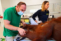 Veterinarian checking a female Orangutan (Pongo pygmaeus) under anaesthetic. This Orangutan has a pulmonary infection. Beauval Zoo France, October 2017.