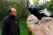 Keeper inspecting female Andean condor (Vultur gryphus), captive, Beauval Zoo, France