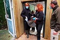 Veterinarian transporting a female Orangutan (Pongo pygmaeus) under anaesthetic for a check with an MRI scanner, Zooparc Beauval, France, October 2017.