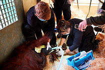 Veterinarian administratiing a sedative injection to a female Orangutan (Pongo pygmaeus) for a check with an MRI scanner, Zooparc Beauval, France, October 2017.