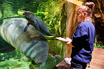 Veterinarian observing Caribbean manatee or West Indian manatee mother with newborn baby  (Trichechus manatus), age two days,, captive, Beauval Zoo, France;Veterinarian observing Caribbean manatee or...