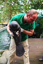 Chief veterinarian, Baptiste Mulot, holding Caribbean manatee or West Indian manatee baby  (Trichechus manatus), age two days, and 15 kg weight, captive, Beauval Zoo, France