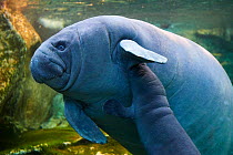 Caribbean manatee or West Indian manatee  (Trichechus manatus) mother nursing baby, age two days, captive, Beauval Zoo, France