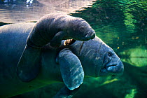 Caribbean manatee or West Indian manatee (Trichechus manatus) mother with baby, age two days,  captive, Beauval Zoo, France