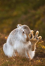 Mountain hare (Lepus timidus) grooming itself, with back foot raised, Cairngorms National Park, Scotland, UK, February.  Highly Commended in the Animal Behaviour category of the British Wildlife Photo...
