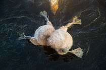 Mute swan (Cygnus olor) cygnets with head submerged while feeding underwater, with mother watching and helping, Derbyshire, England, UK. June. Highly Commended in the Animal Behaviour category of the...