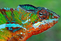 RF - Panther Chameleon (Furcifer pardalis) male portrait, Madagascar. Controlled conditions (This image may be licensed either as rights managed or royalty free.)