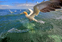 RF - Gannet (Morus bassanus) feeding, off Bempton Cliffs, Yorkshire, England, UK. (This image may be licensed either as rights managed or royalty free.)