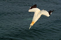 RF - Gannet (Morus bassanus) diving, off Bempton Cliffs, Yorkshire, England, UK. (This image may be licensed either as rights managed or royalty free.)