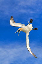 RF - Gannet (Morus bassanus)flying / diving against blue sky, off Bempton Cliffs, Yorkshire, England, UK. (This image may be licensed either as rights managed or royalty free.)