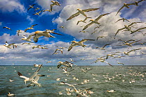 RF - Gannet (Morus bassanus) flock in flight, off Bempton Cliffs, Yorkshire, England, UK. (This image may be licensed either as rights managed or royalty free.)
