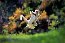 RF - Verreaux sifaka (Propithecus verreauxi)  leaping, Madagascar (This image may be licensed either as rights managed or royalty free.)