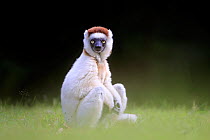 RF - Verreaux sifaka (Propithecus verreauxi) watching, Madagascar (This image may be licensed either as rights managed or royalty free.)