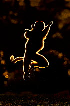 RF - Verreaux sifaka (Propithecus verreauxi) leaping, backlit, Madagascar (This image may be licensed either as rights managed or royalty free.)
