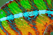 Panther chameleon (Furcifer pardalis) close up of skin, Madagascar. Controlled conditions
