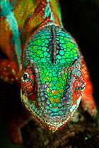 Panther Chameleon (Furcifer pardalis) male, Madagascar. Controlled conditions