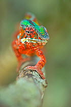 Panther Chameleon (Furcifer pardalis) male portrait, Madagascar. Controlled conditions