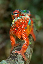 Panther Chameleon (Furcifer pardalis) male portrait, Madagascar. Controlled conditions