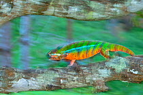 Panther Chameleon (Furcifer pardalis) male walking, blurred motion, Madagascar. Controlled conditions