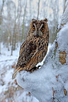 Long eared owl (Asio otus) in winter snow, UK. Controlled conditions