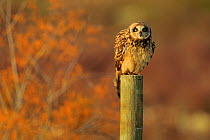 Short-eared owl (Asio flammeus) perched on a fence post, Donana Natural Park, Andalusia, Spain. January.
