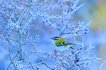 Firecrest (Regulus ignicapillus) perched on a frozen branch, Cadiz, Andalusia, Spain, January.