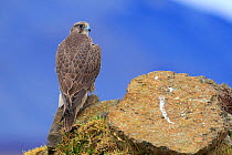 Gyrfalcon (Falco rusticolus), Iceland. February.