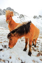 Two Icelandic horses in snow, Hofn, Iceland, February.