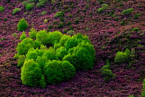 Silver birch trees (Betula pendula) surrounded by flowering Common heather (Calluna vulgaris), Castilla y Leon, Spain, May.