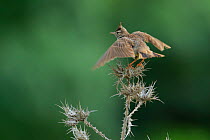 Crested lark (Galerida cristata) flapping wings, Cadiz, Andalusia, Spain, May.